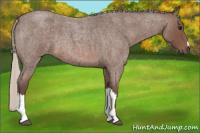 Horse Color:Silver Blue Roan 