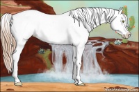 Horse Color:Gold Champagne Dun Appaloosa 