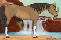 Horse Color:Buckskin 