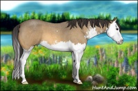 Horse Color:Buckskin Roan Sabino Splash 