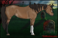 Horse Color:Gray Bay Dun