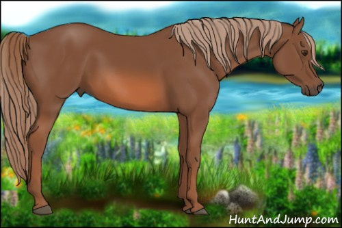 Horse Color: Liver Chestnut 