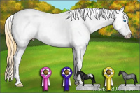 Horse Color:Buckskin Roan Splash Appaloosa 