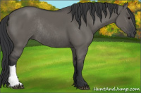 Horse Color:Brown Dun Rabicano