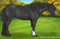 Horse Color:Brown Rabicano