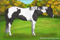 Horse Color:Smoky Black Tobiano 