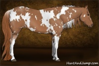 Horse Color:White Spotted Chestnut 