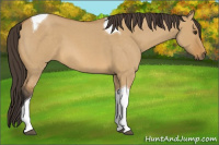 Horse Color:Unknown 