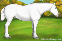 Horse Color:White Spotted Silver Amber Cream Champagne Pearl Dun Appaloosa