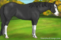 Horse Color:Black Splash 