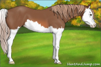 Horse Color:Liver Chestnut Splash 