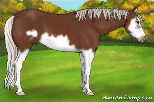 Horse Color: Silver Bay Splash Frame 