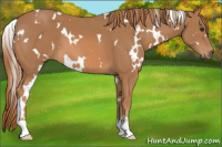 Horse Color:White Spotted Chestnut 