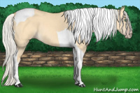 Horse Color:Silver Amber Cream Champagne Dun Tobiano 