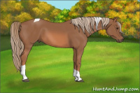 Horse Color:Liver Chestnut Tobiano 