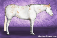 Horse Color:Chocolate Palomino Sabino 