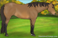 Horse Color:Buckskin