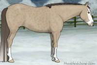 Horse Color:Classic Cream Champagne Splash