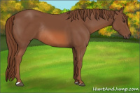Horse Color:Liver Chestnut Rabicano 