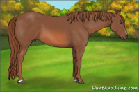 Horse Color:Liver Chestnut Sabino 
