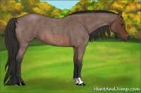 Horse Color:Bay Roan 