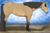 Horse Color:Buckskin 