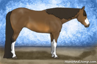 Horse Color:Gray Buckskin 