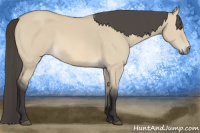 Horse Color:Buckskin Dun 