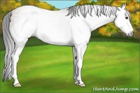 Horse Color:Gray White Spotted Classic Champagne