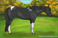 Horse Color:Black Tobiano 