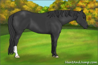 Horse Color:Black 