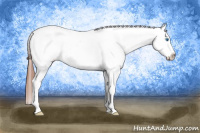 Horse Color:White Spotted Black Splash Frame Appaloosa 