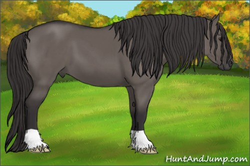Horse Color: Buckskin Dun 