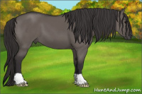 Horse Color:Buckskin Dun