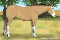 Horse Color:Buckskin Splash 