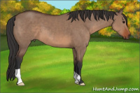 Horse Color:Bay Dun