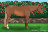 Horse Color:Liver Chestnut 