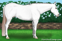 Horse Color:White Spotted Black Appaloosa