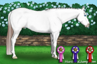Horse Color:Brown Splash Appaloosa