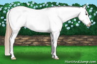 Horse Color:Chestnut Appaloosa 