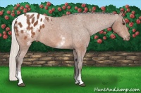 Horse Color:White Spotted Silver Brown Blanket 