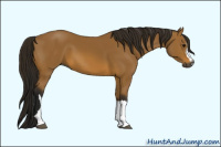 Horse Color:Gray Buckskin 