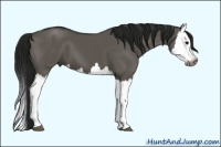 Horse Color:Gray Grullo Splash