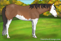Horse Color:Bay Splash