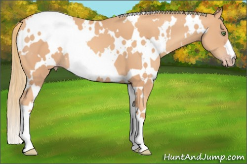 Horse Color: White Spotted Gold Champagne 
