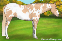 Horse Color:White Spotted Gold Champagne 