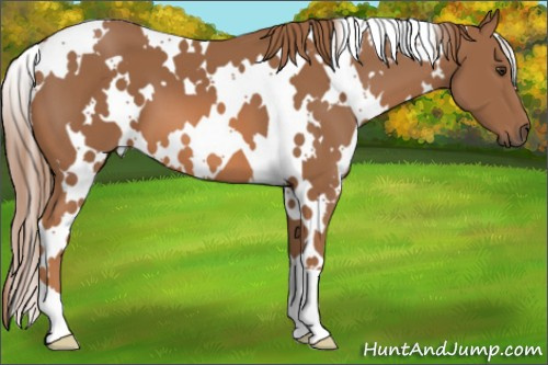 Horse Color: White Spotted Chestnut 