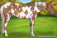 Horse Color:White Spotted Chestnut