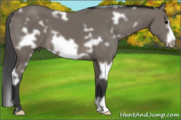 Horse Color:White Spotted Black Frame 