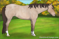 Horse Color:Classic Champagne Roan 